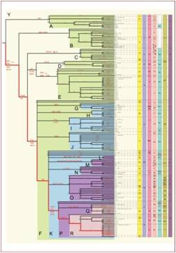 mitochondrial_linage