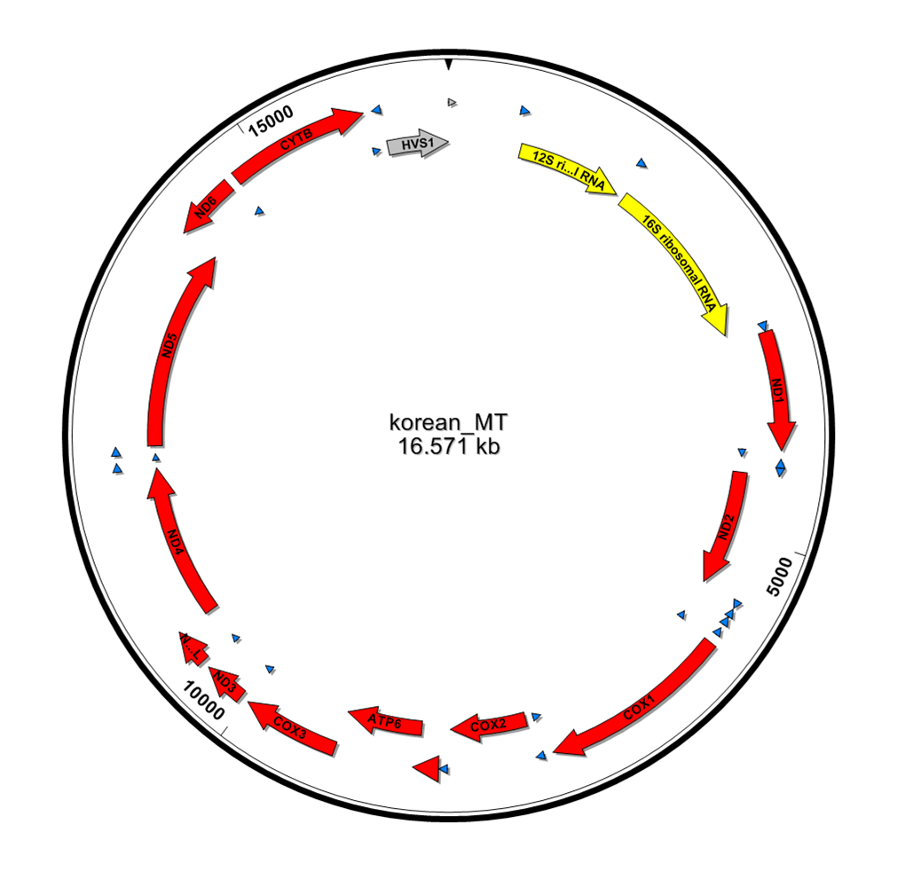 Ksj_mtDNA.png